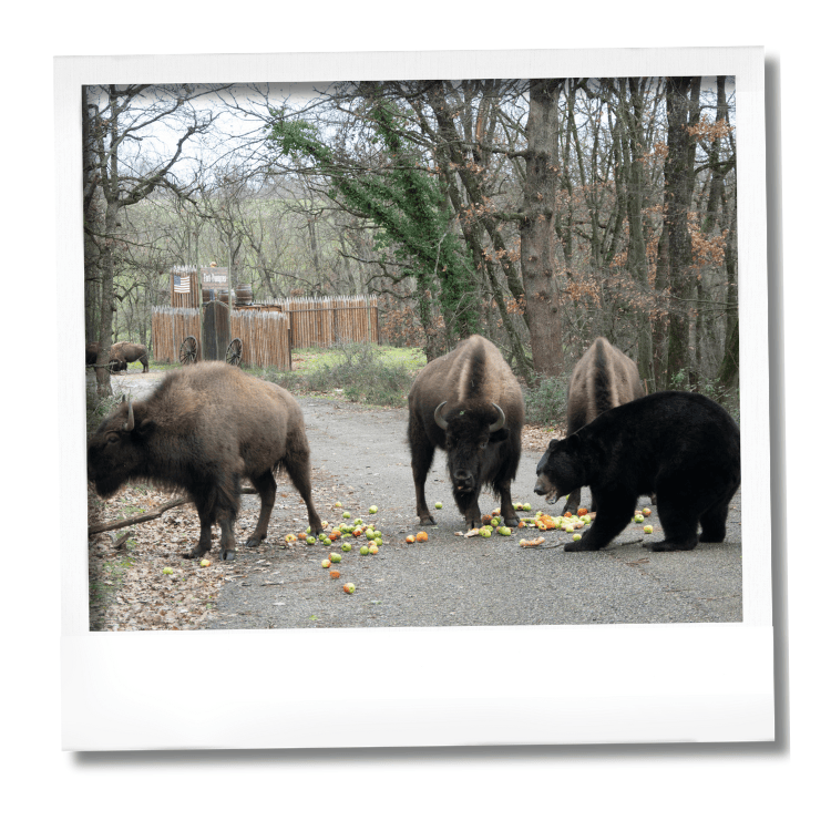 Naissances chez les bisons