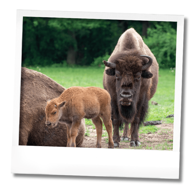 Naissances chez les bisons