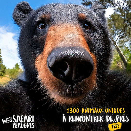 ours &"àà animaux peaugres