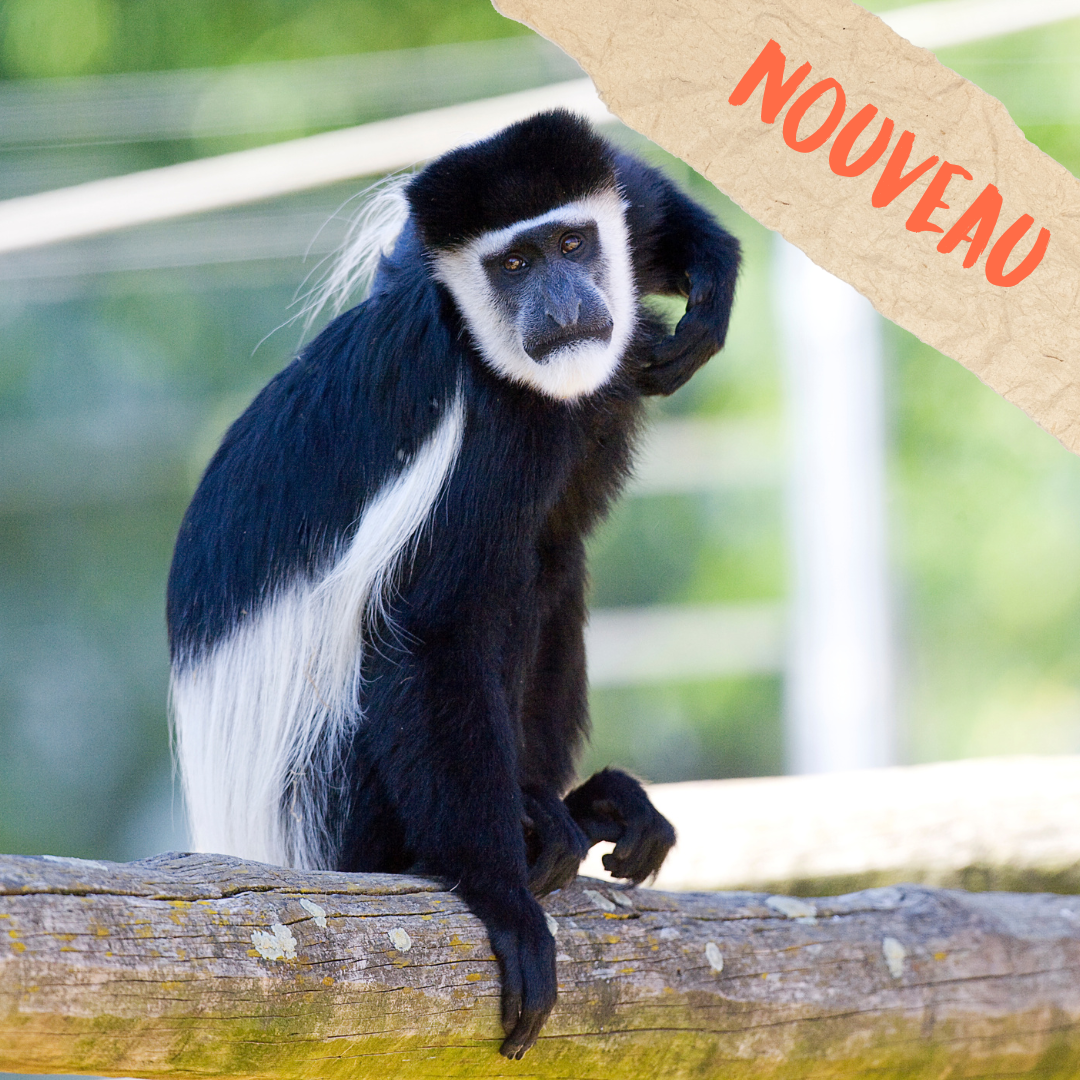VIP Primates