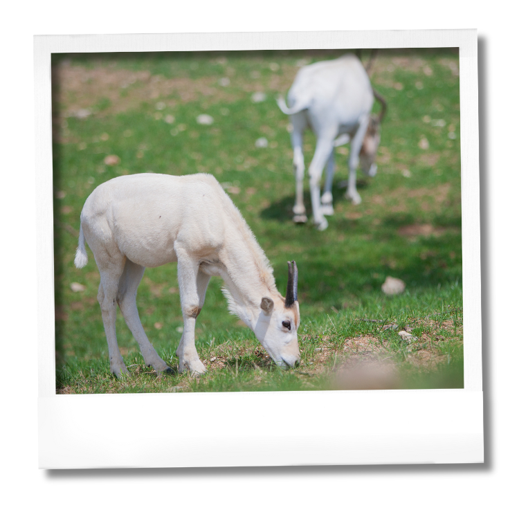 addax (1) camion brousse addax