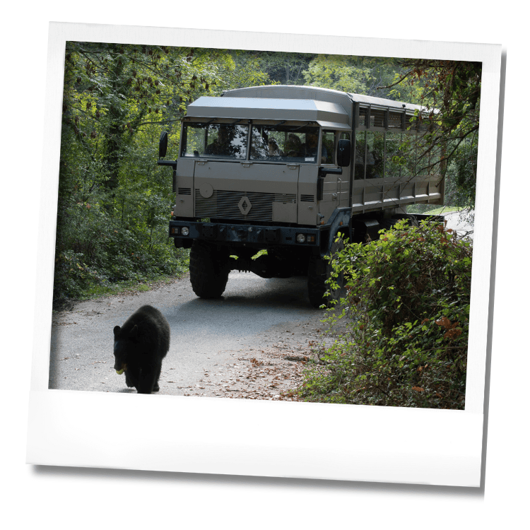 camion ours camion brousse ours
