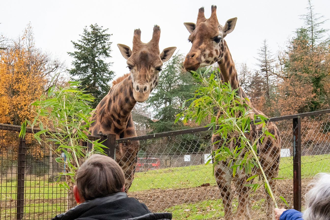 Soigneur en herbe Herbivores