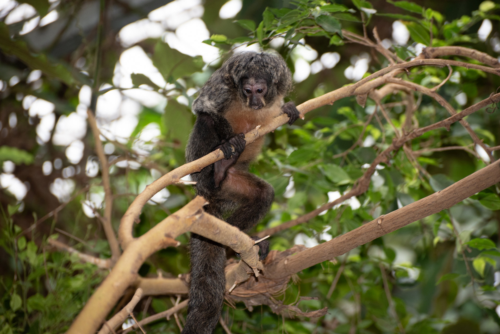 VIP Primates Saki