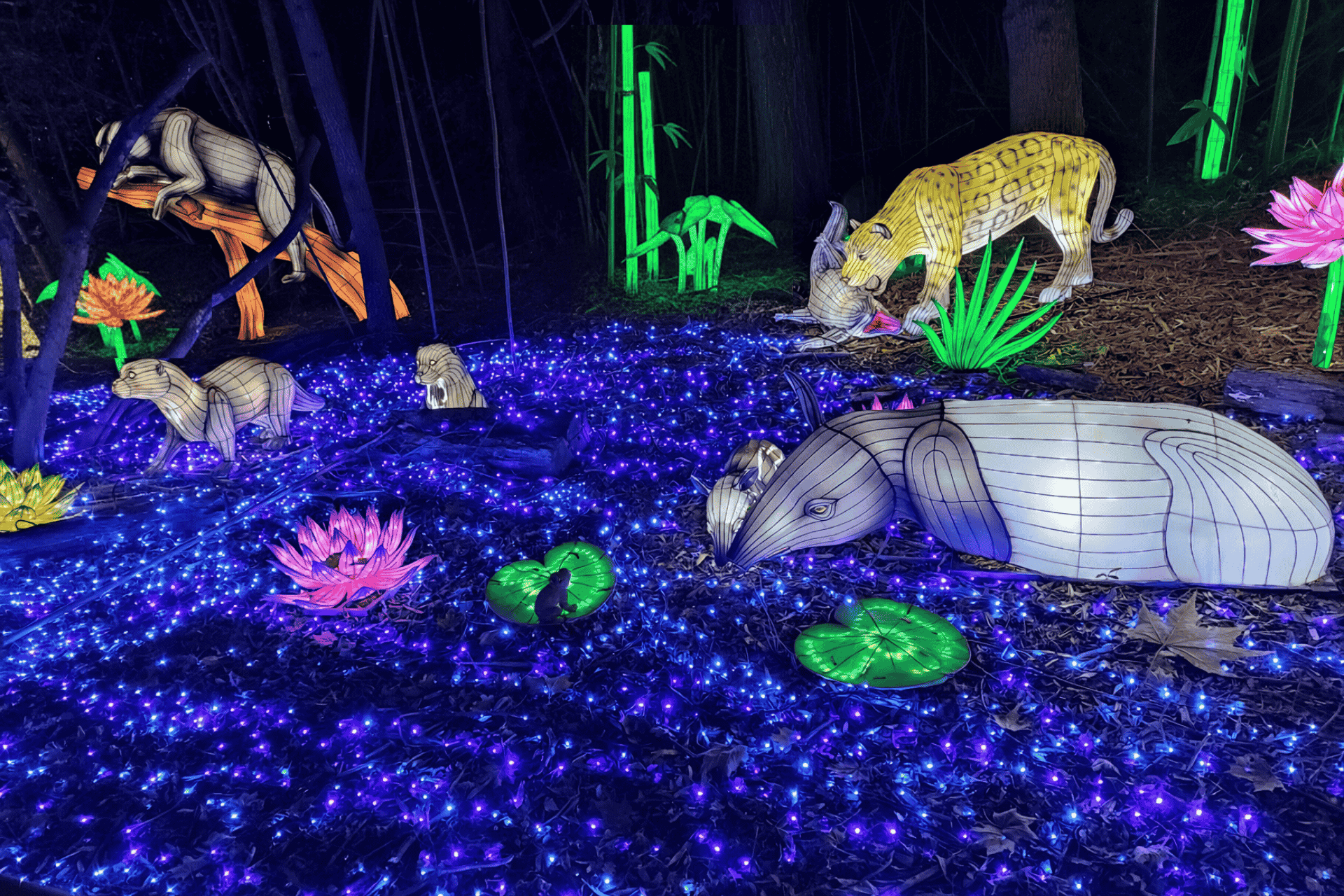 Festival Lumières Sauvages