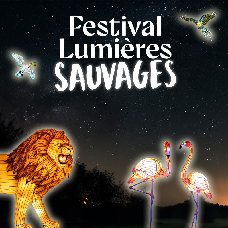 Festival Lumières Sauvages : nouvelle édition inédite. Les allées du Wow Safari Peaugres illuminées dès la tombée de la nuit par des milliers de lanternes lumineuses. Tous les jours d'ouverture du parc jusqu'au 29 mars 2026.