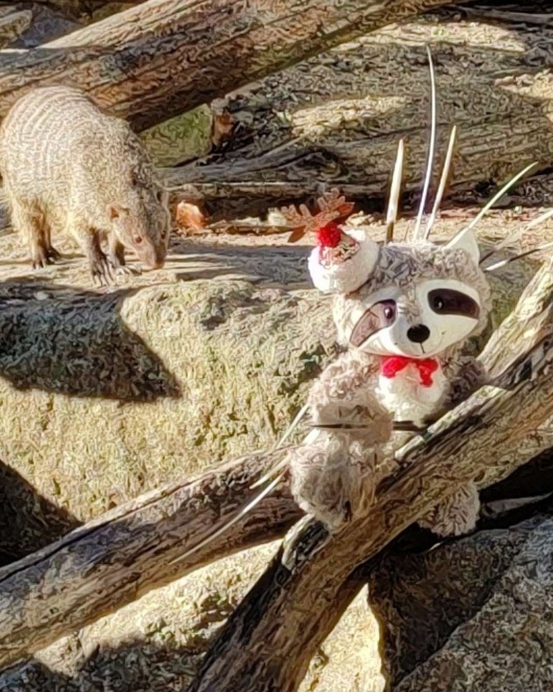 Raton laveur mangouste