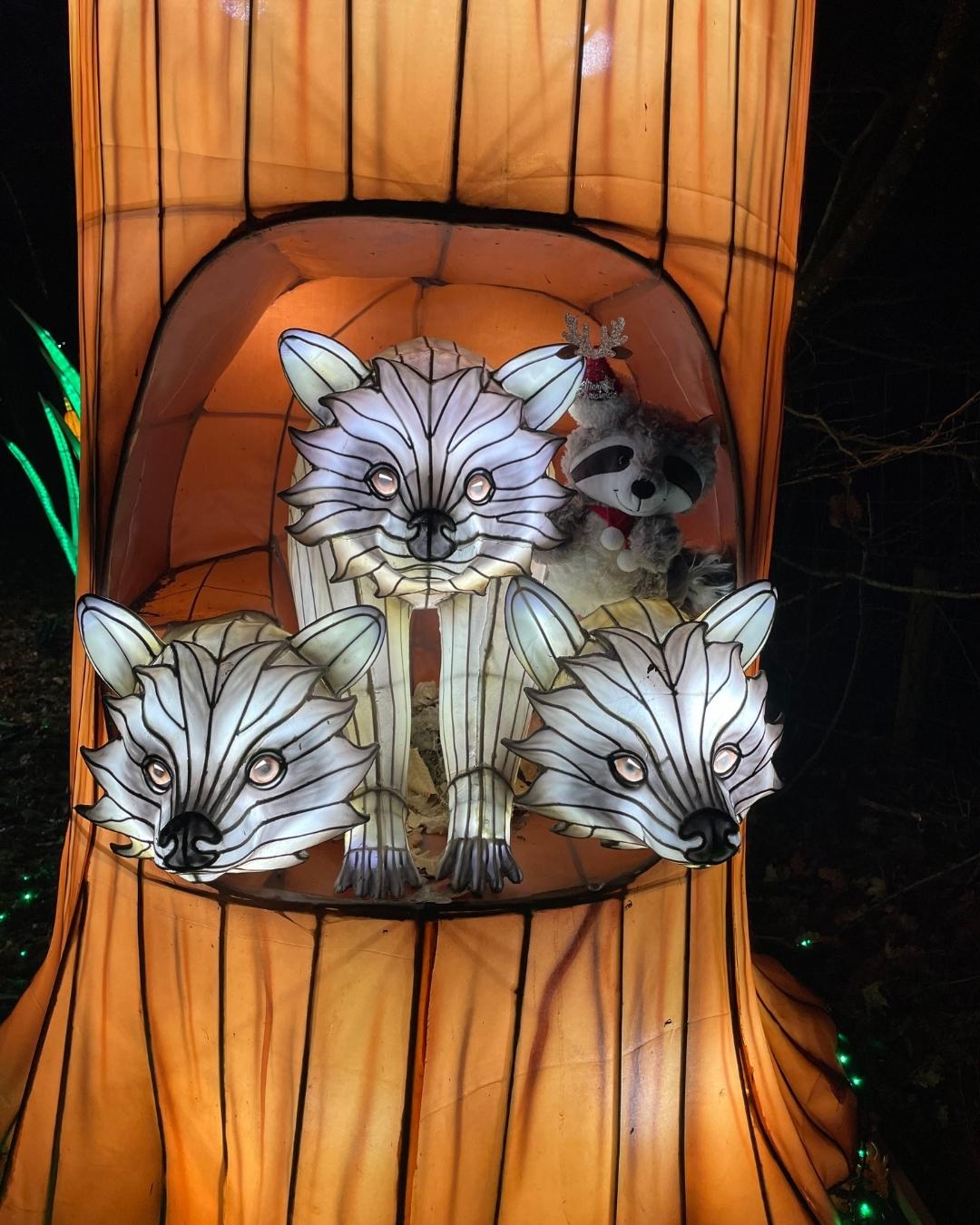 Festival lumières Ratons laveurs