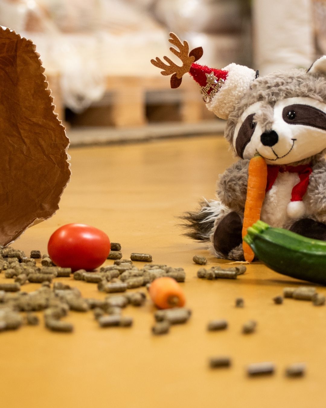 raton laveur magasin