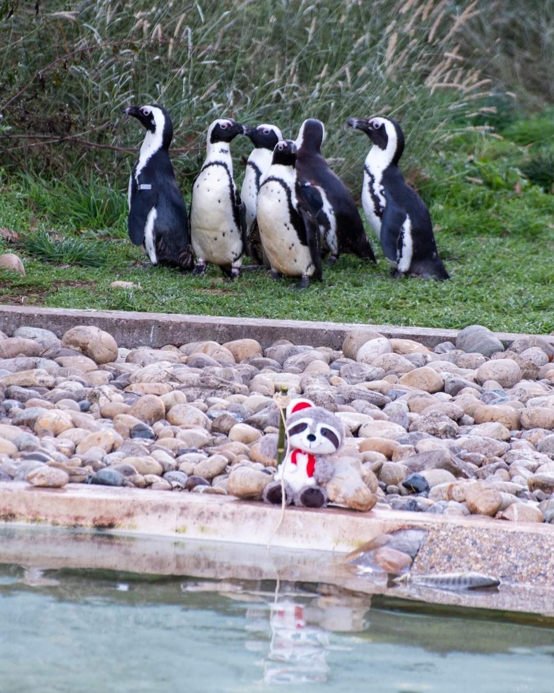 lutin farceur manchots