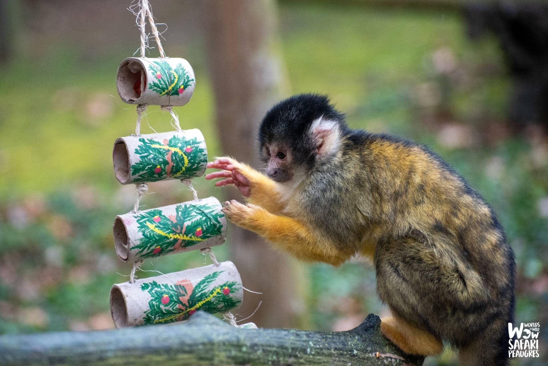 VIP soigneur en herbe hiver saimiris