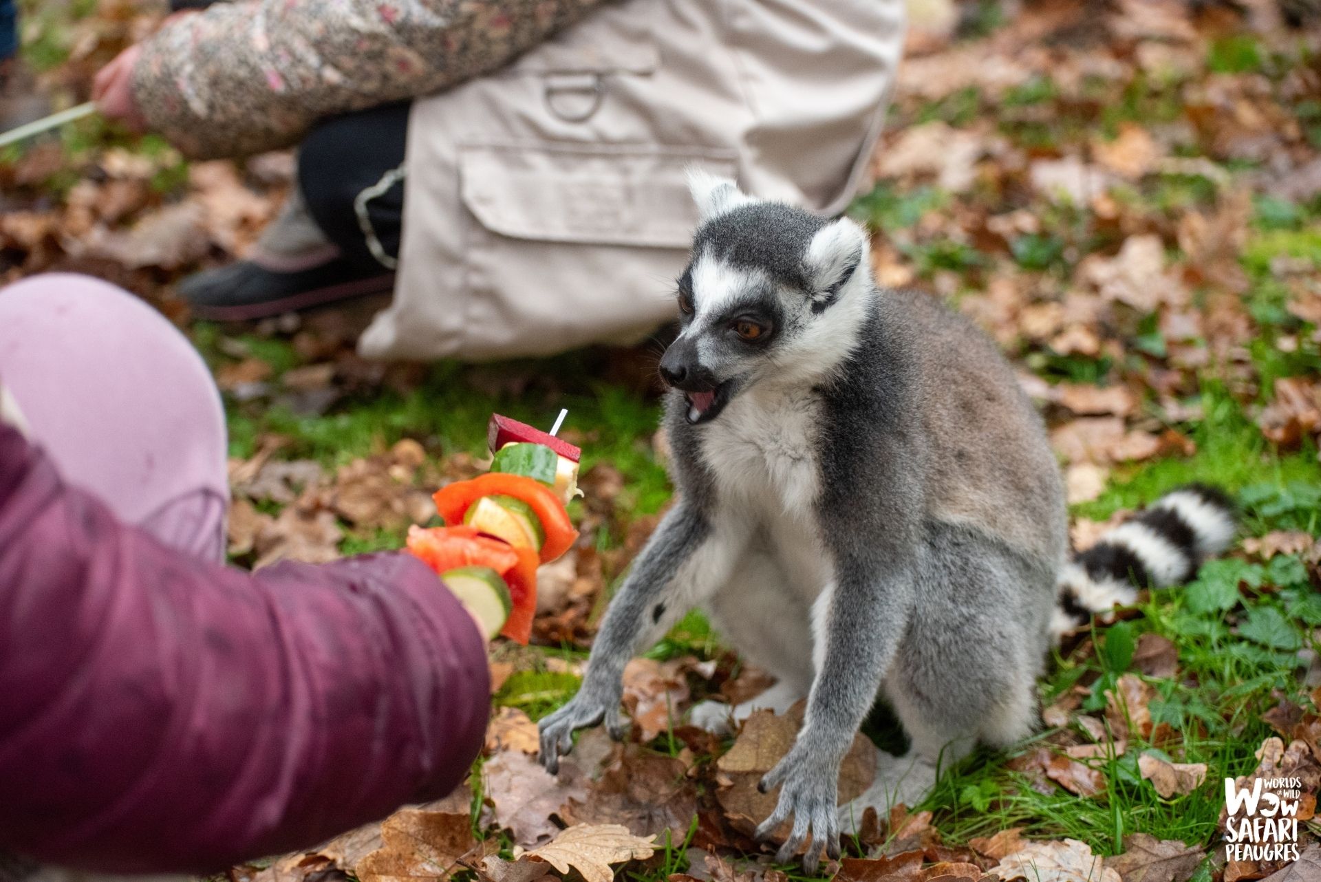 VIP soigneur en herbe hiver maki catta lémuriens