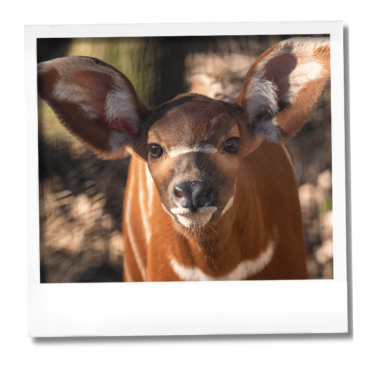 Deux bébés bongos Peaugres
