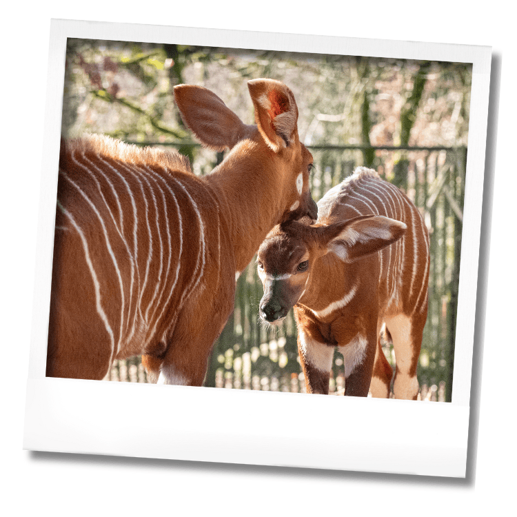 Deux bébés bongos Peaugres