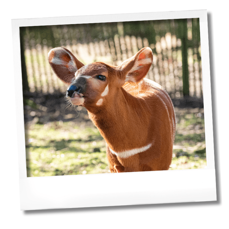 Deux bébés bongos Peaugres