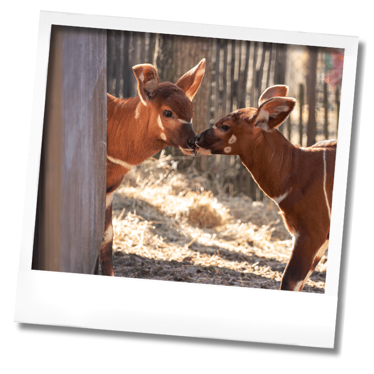 Deux bébés bongos Peaugres