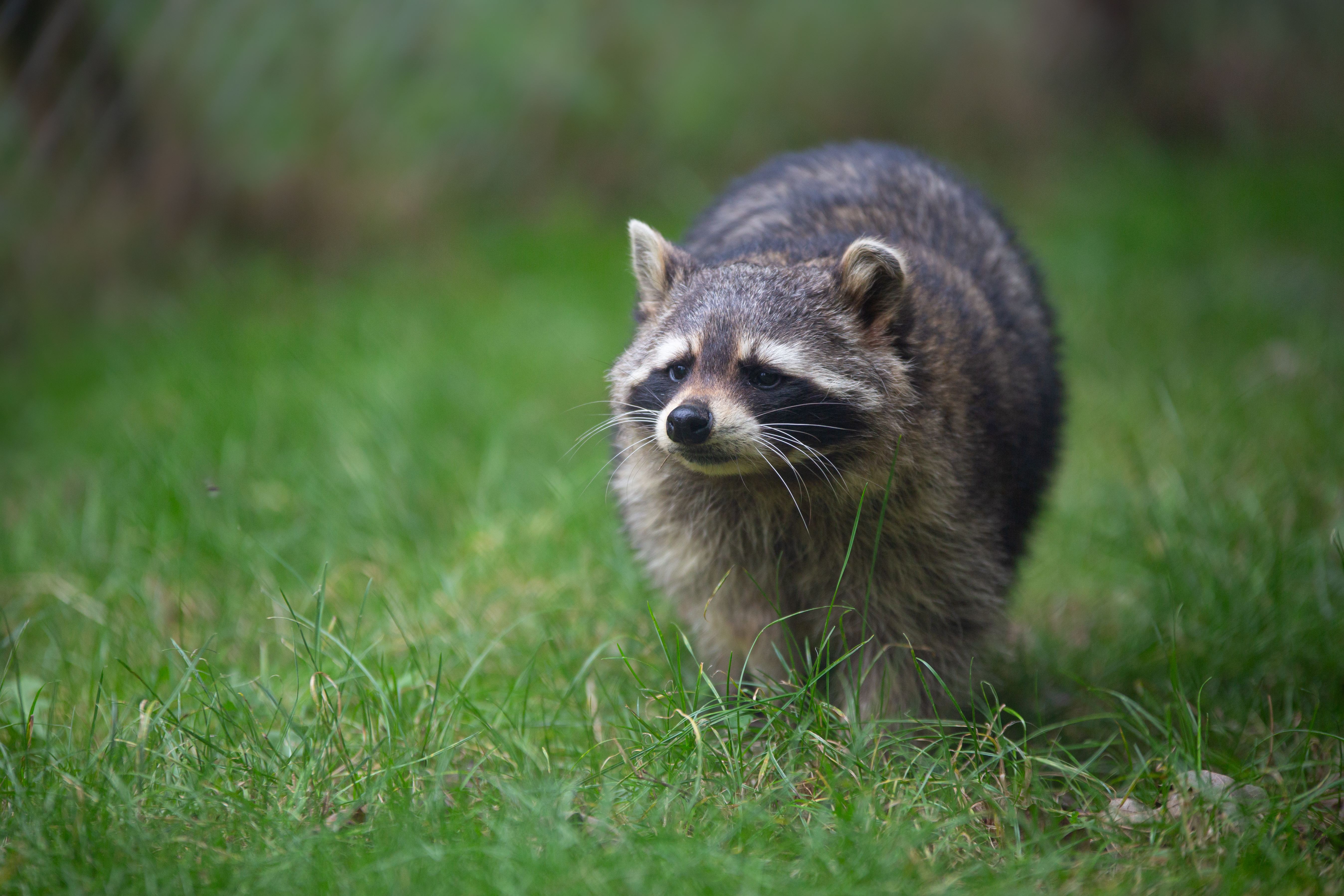 Offre Lodges Ratons-Laveurs