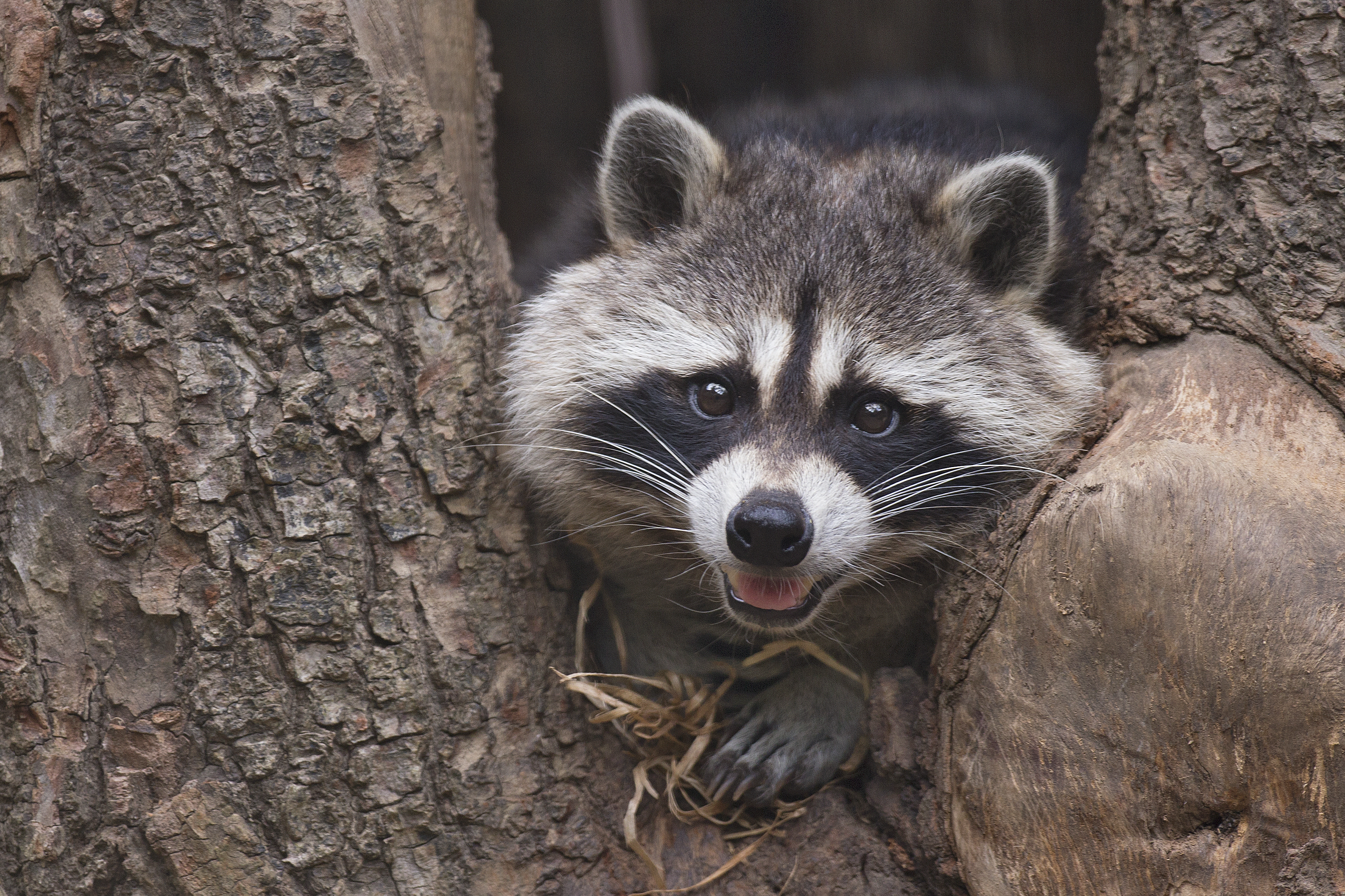 Offre Lodges Ratons-Laveurs