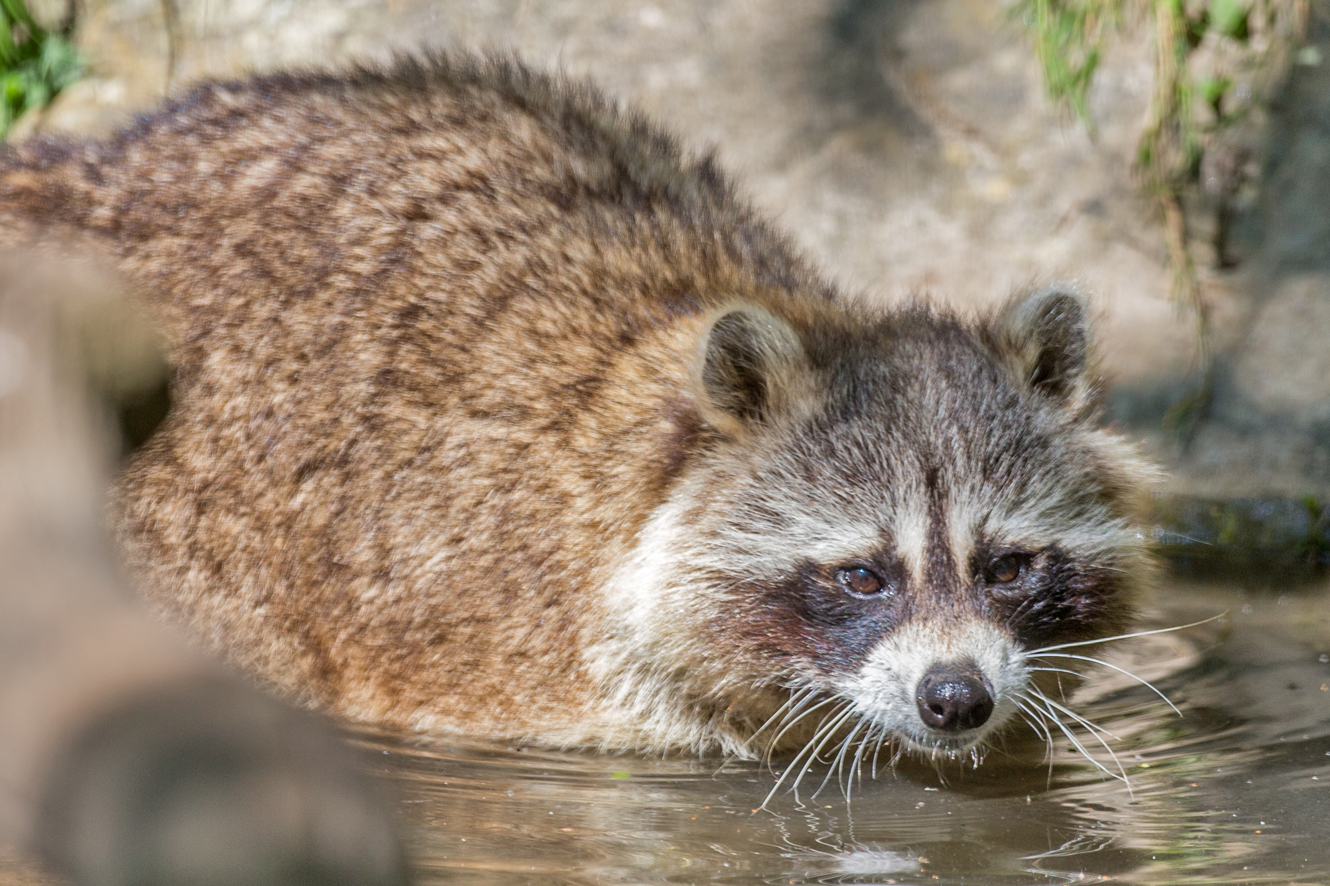 Offre Lodges Ratons-Laveurs