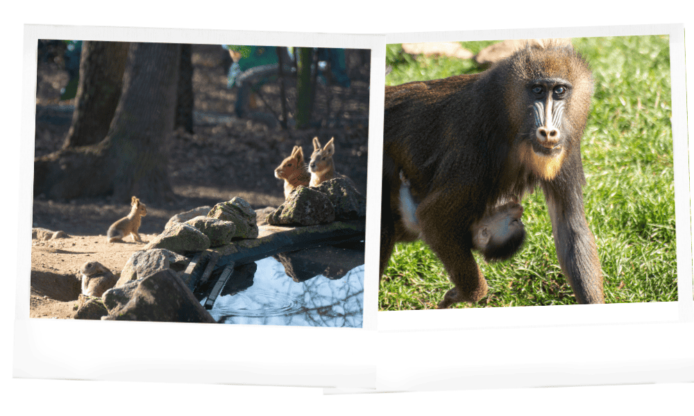 Naissances 2026 Peaugres