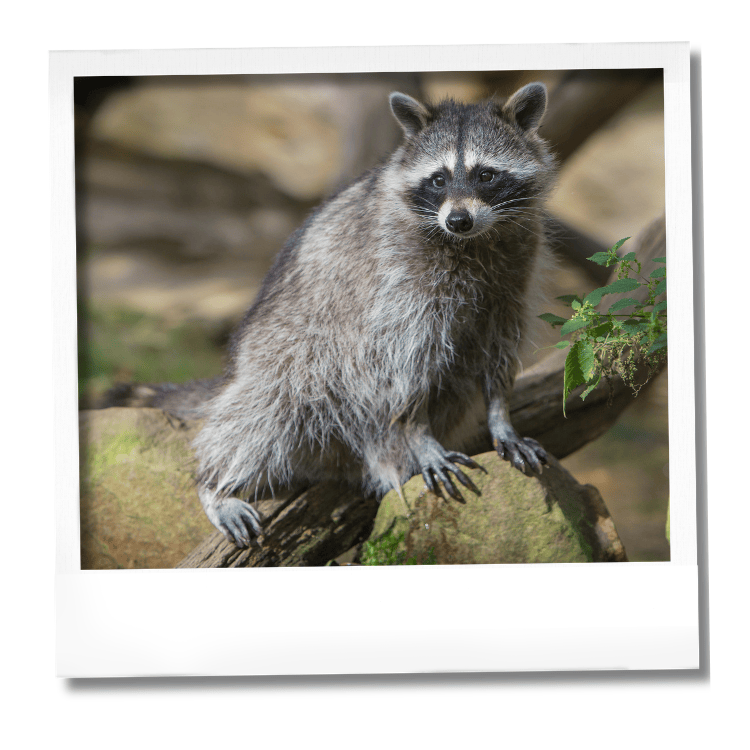 Nouvelle espèce Peaugres: raton laveur