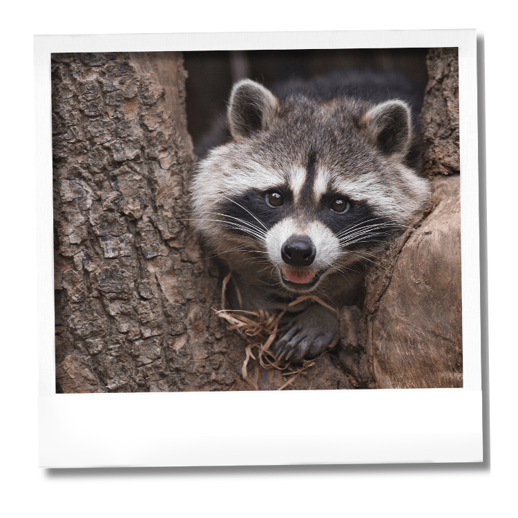 Nouveauté: raton laveur