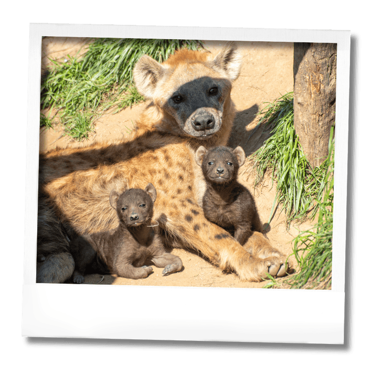 Petites hyènes Safari Peaugres