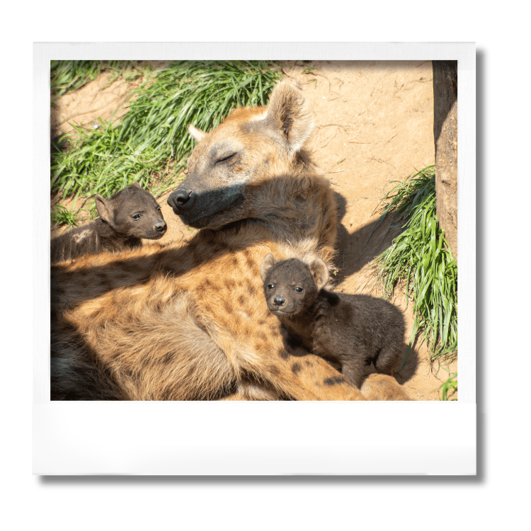 Petites hyènes Safari Peaugres