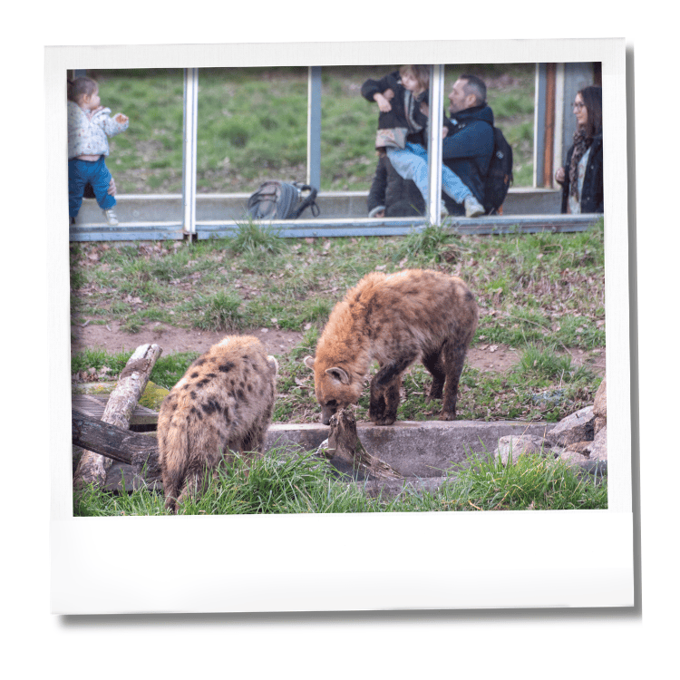 Petites hyènes Safari Peaugres
