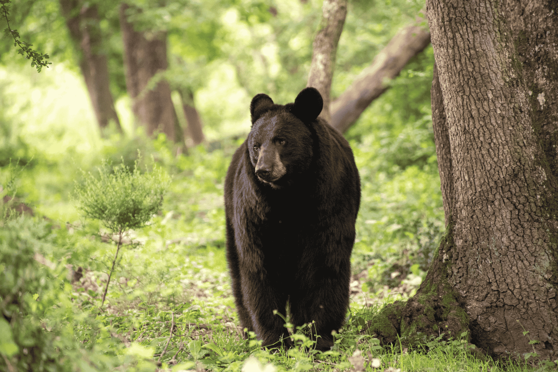 Ours séjour été