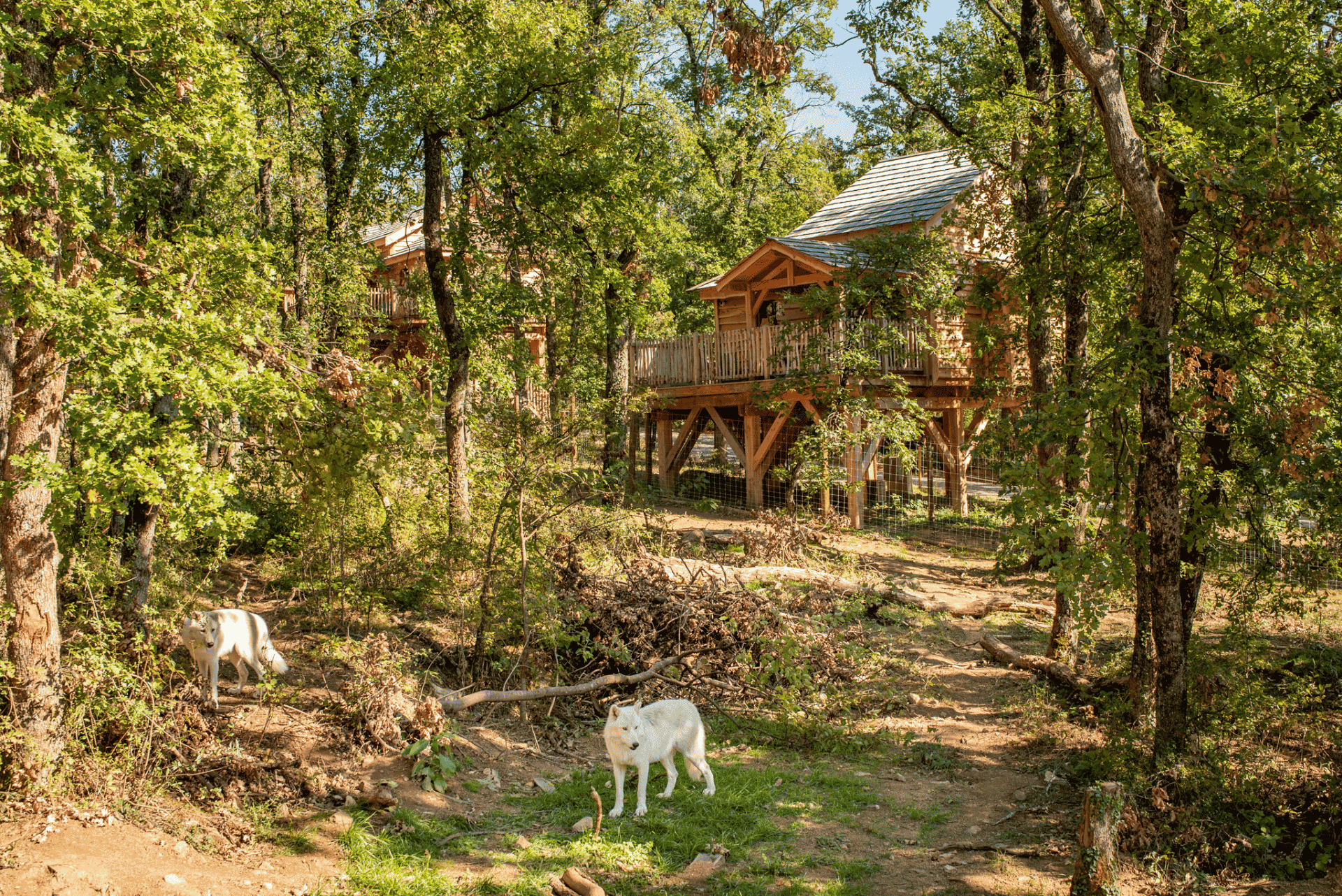 loup et cabane séjour été
