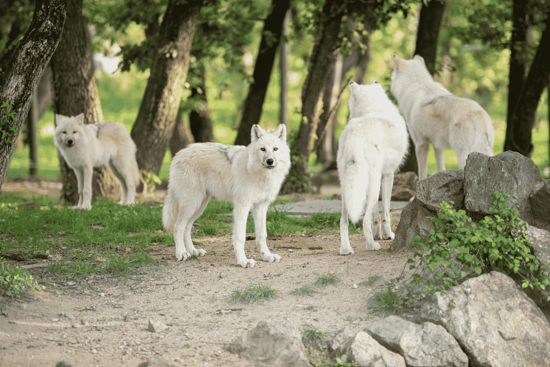 loup séjour été