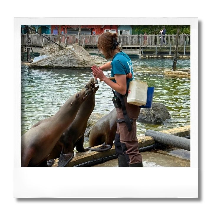 J'ai testé pour vous : Entrainement médical des otaries
