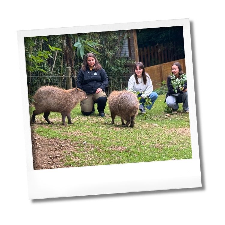 J'ai testé pour vous : capybaras