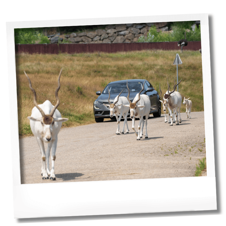 Safari voiture Safari voiture au Wow Safari Peaugres