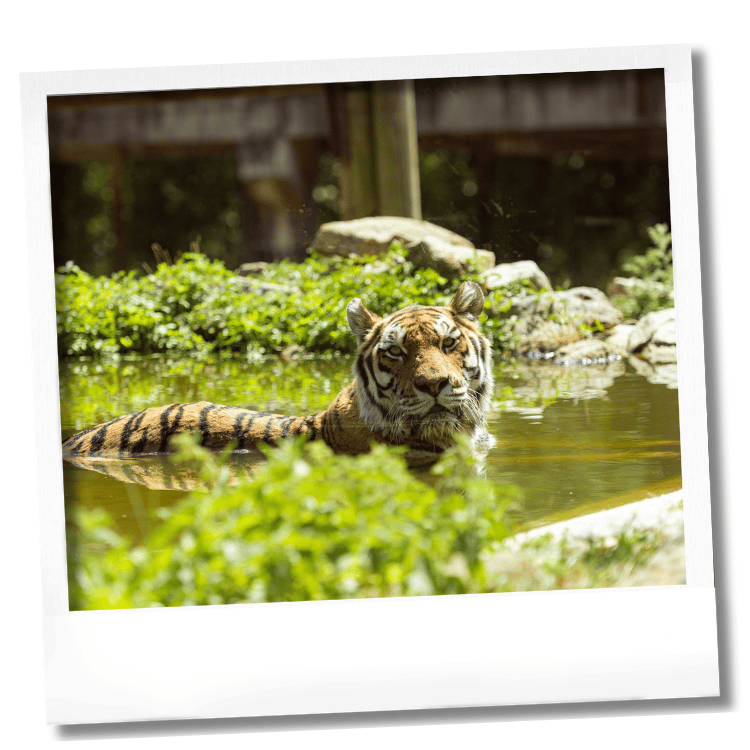 tigre dans l'eau tigre dans l'eau au Wow Safari Peaugres