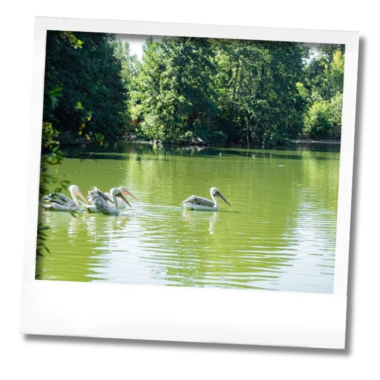 Pélicans sur le lac du Wow Safari Peaugres