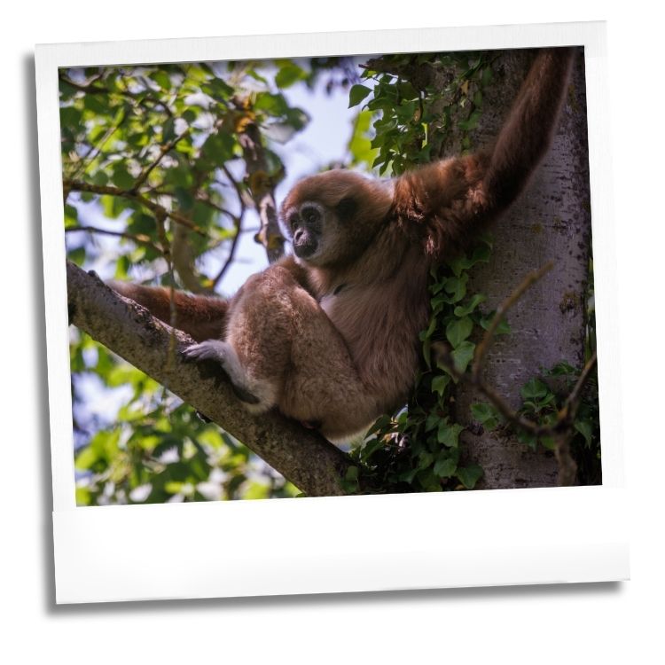gibbon dans les arbres au Wow Safari Peaugres