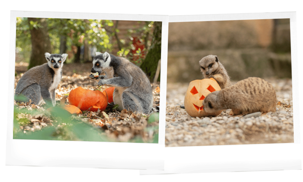 Nourrissage Halloween ai parc zoologique de Peaugres