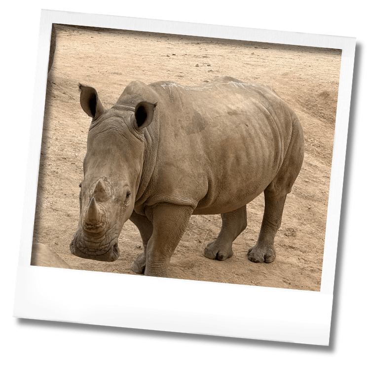 première femelle rhinocéros blanc née au Wow Safari Peaugres