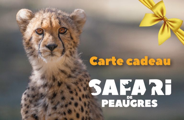 carte cadeau